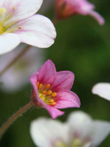 Rosa och vita blommor