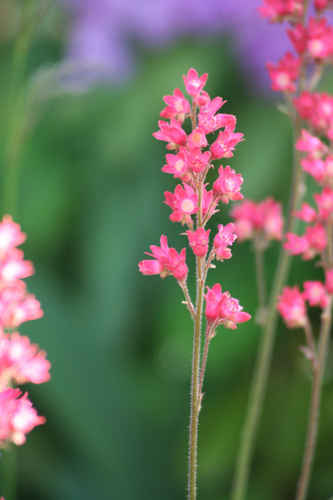 Små rosa blommor