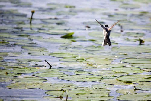 Sädesärla i luften