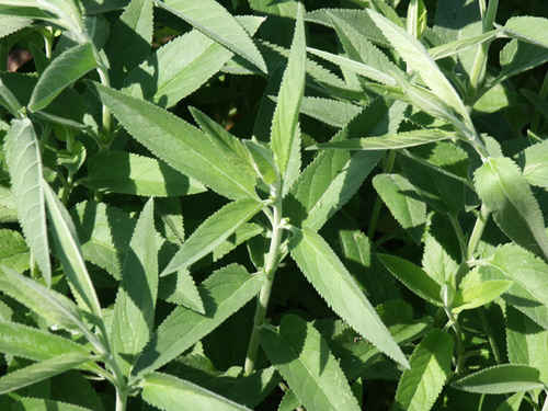Salvia