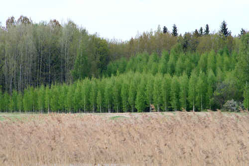 Ung skog