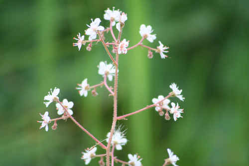 Blomma