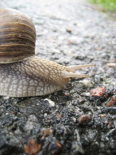 Snigel med spretande ögon.