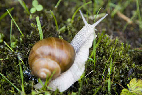 Snigel