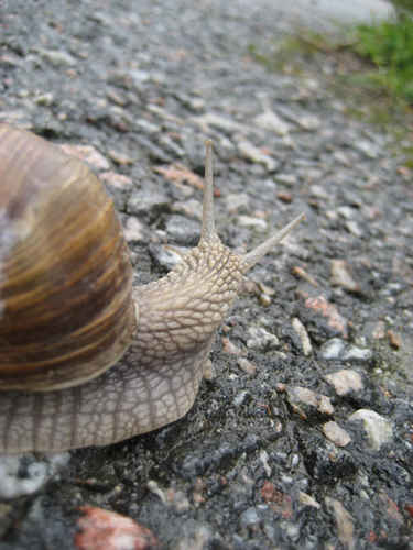 Snigel