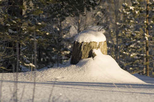 Vykort sno_stubbe