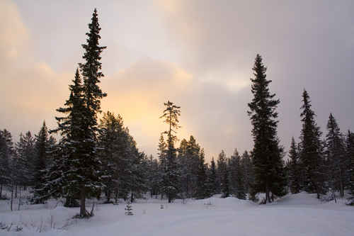 Granskog