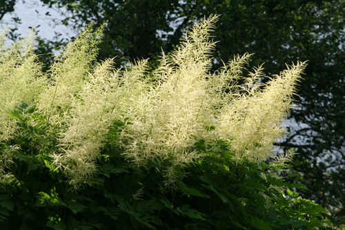 Spirea