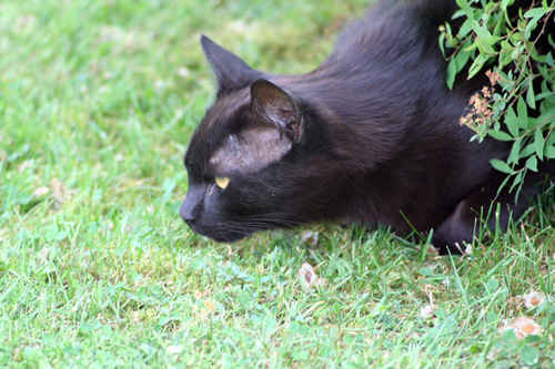 Svart katt