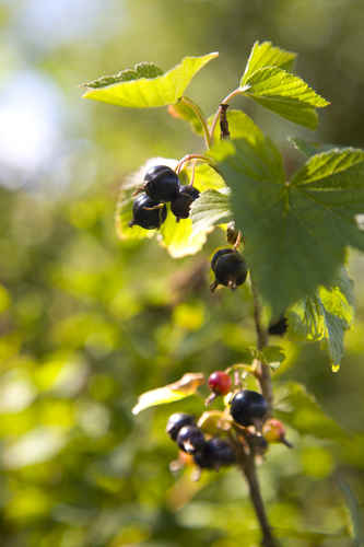 Svarta vinbär