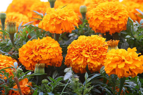 Tagetes