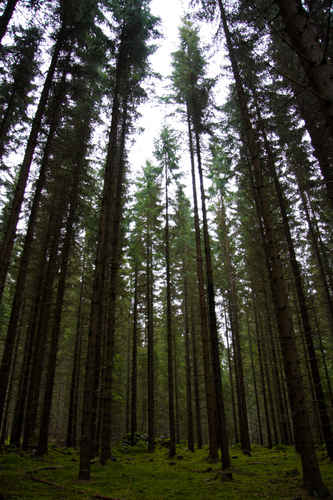 Tallskog