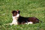 Bordercollie-som-ligger.jpg