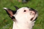 Boston-terrier.jpg