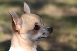 Chihuahua-som-tittar.jpg