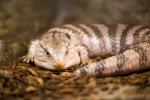 blatungad_skink.jpg