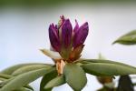 rhododendronblomma.jpg