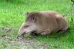 tapir.jpg