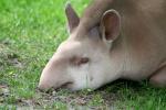 tapir2.jpg