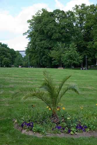 Palm i Vasaparken