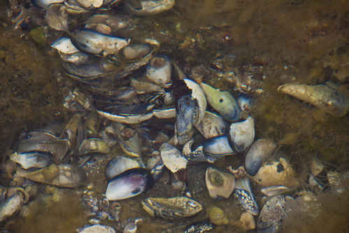 Musslor