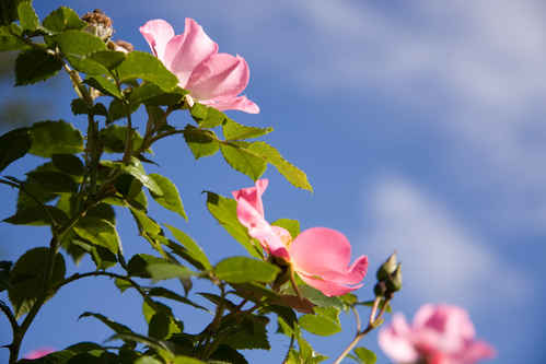 Rosor