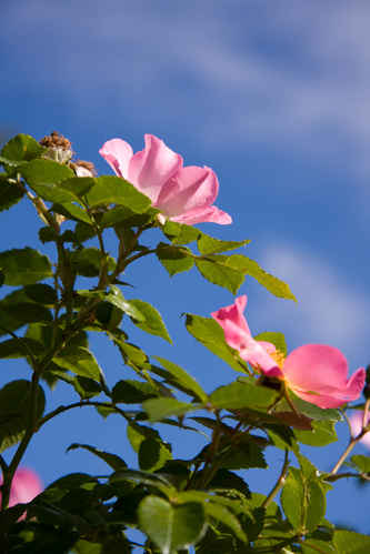 Rosor
