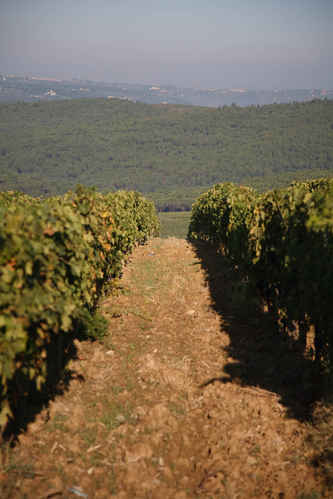 Vinodling