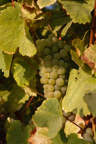 Vinodling