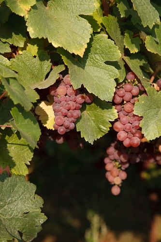 Vinodling