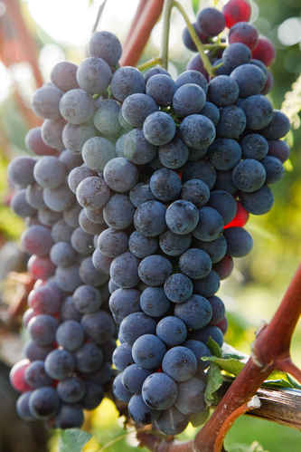 Blå vindruvor