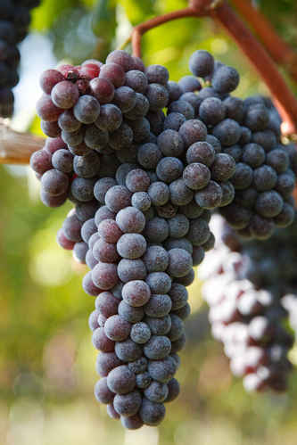 Blå vindruvor