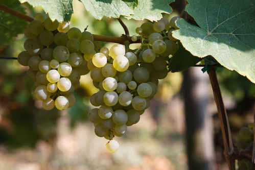 Gröns druvor
