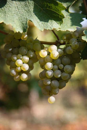 Gröns druvor