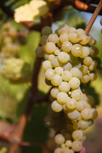 Gröns druvor