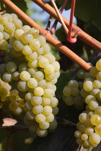 Gröns druvor