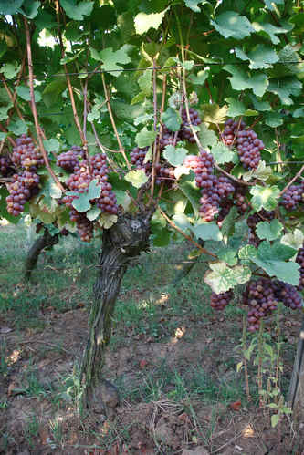 Vinodling
