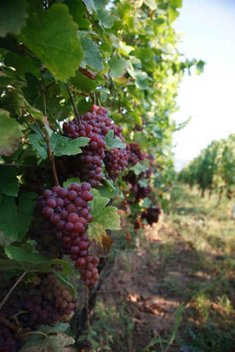 Vinodling