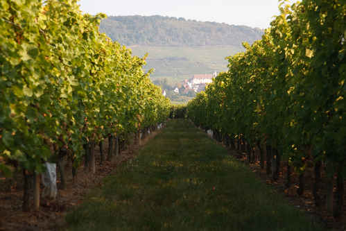 Vinodling