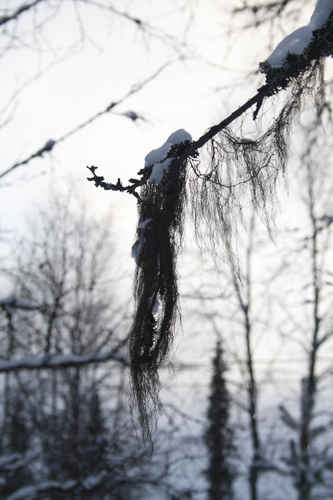Vit vinter