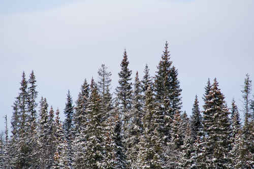 Vykort vinter080501