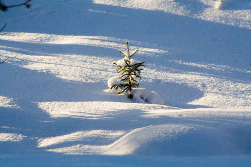 Vykort vinter080501