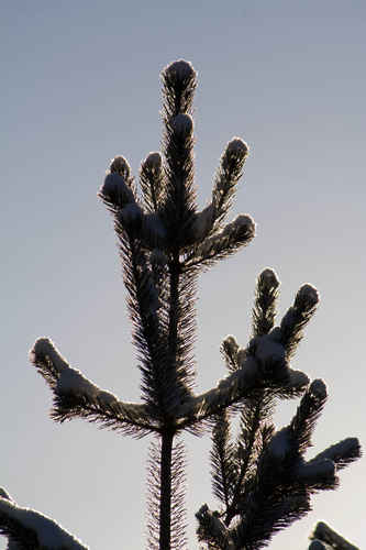 Vykort vinter080501