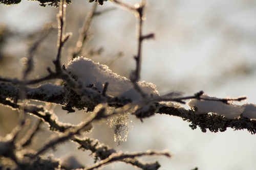 Vykort vinter080501