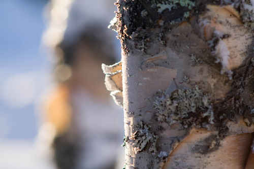 Vykort vinter080501