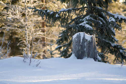 Vykort vinter080501