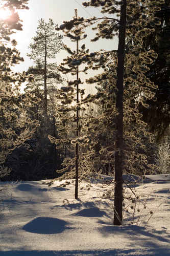 Vykort vinter080501