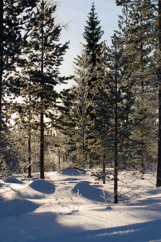 Vykort vinter080501