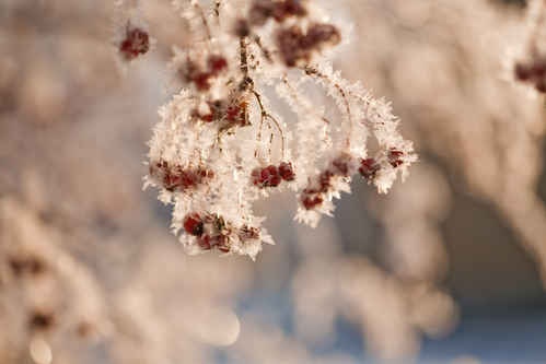 Vykort vinter091219