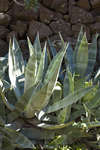 agave110126-15.jpg
